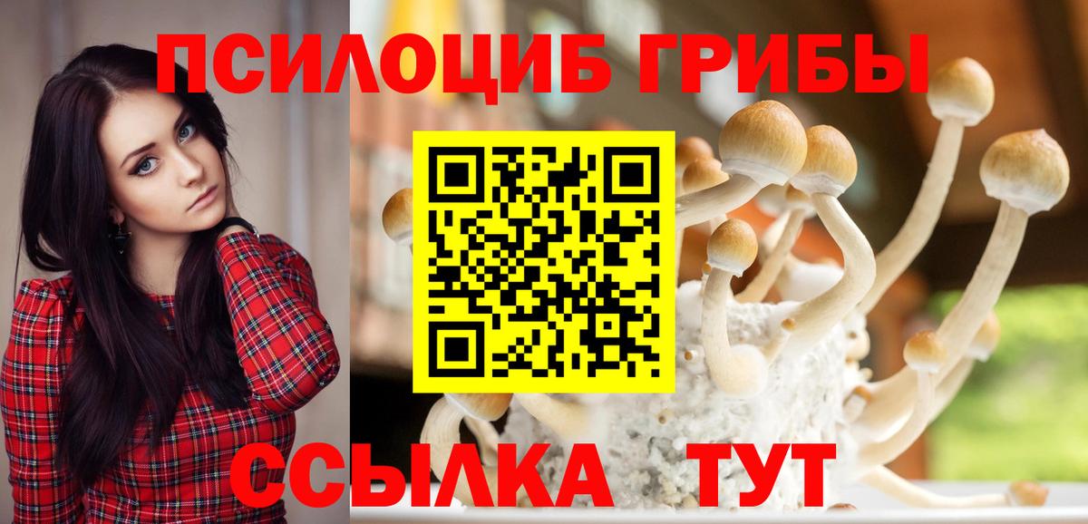 Псилоцибиновые грибы Psilocybe Бийск